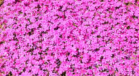 Bright Pink Flowers Free Stock Photo Public Domain Pictures