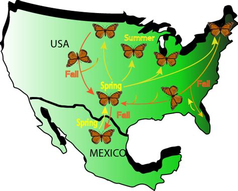 Schemel Absurd Mitarbeiter Map Of Monarch Butterfly Migration Routes