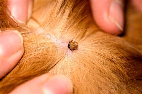 Dog Skin Tag Heres How To Tell It Apart From Other Skin Issues