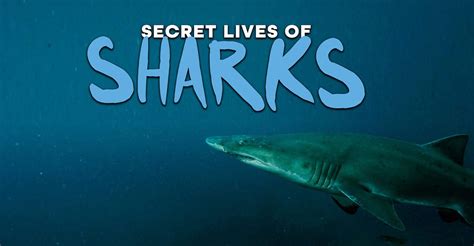 The Secret Lives Of Sharks Streaming Online
