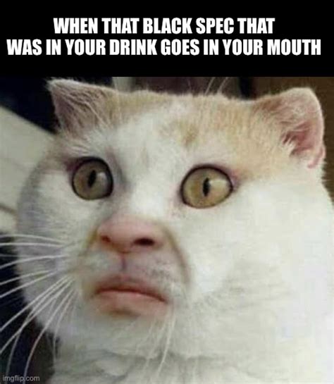 Cursed Tom Cat Memes