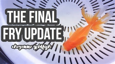 The Final Fry Update Cheyenne Goldfish Youtube
