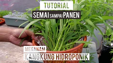 Tutorial Menanam Kangkung Hidroponik HIDROPONIKPEDIA