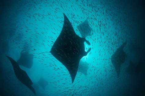 Pictures And Video Take Us Inside The World Of Manta Rays Manta Ray