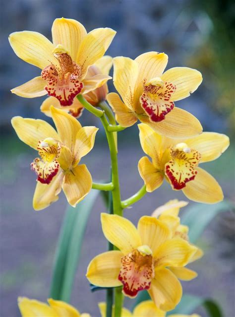 Yellow Orchid Unusual Flowers Types Of Flowers Beautiful Flowers Flower Images Flower Photos