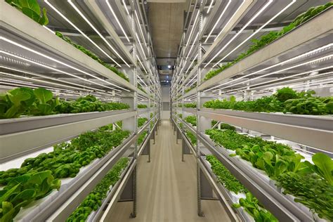 3 Emerging Trends In Vertical Farming That Will Cultivate The Future Of Agriculture