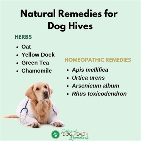 Dog Hives Urticaria Symptoms Causes And Home Treatment
