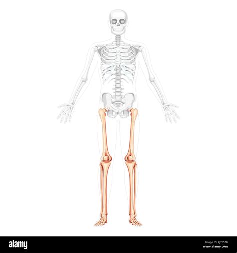 Skeleton Thighs And Legs Lower Limb Human Front View With Partly