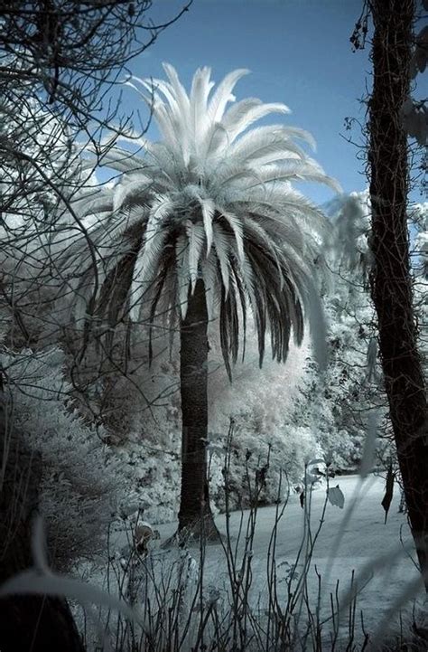 Snow On A Palm Tree My Beautiful Board That Inspire