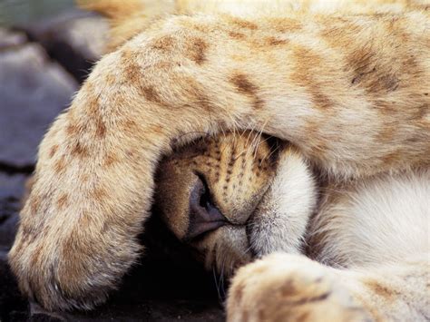 Sleepy Lion Cub Dreamtime Wallpaper 36836423 Fanpop