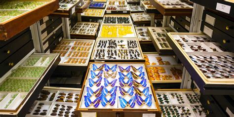Inside The Smithsonians 147 Million Specimen Hidden Collection