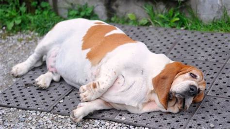 Bbc Future Our Pets The Key To The Obesity Crisis