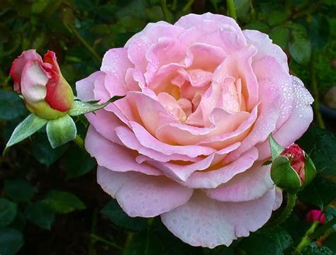 Elle Rose C95 10 04 1110439 Elle Rose Hybrid Tea Roses Flowers