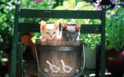 Pretty Kittens In Yard Kittens Wallpaper 13937990 Fanpop