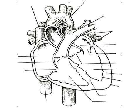Hp Heart Labeling — Printable Worksheet