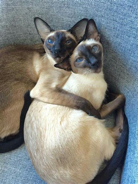 Pin By Claire Thomas On That Darn Siamese Siamese Cats Cute Cats