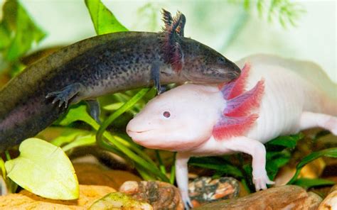 Do Female Axolotls Lay Eggs Without A Male Rankiing Wiki Facts