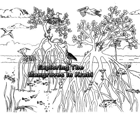 Mangrove Exploringnature Coloringnature Sketch Coloring Page My Xxx