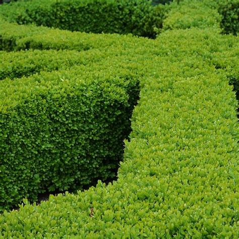 How To Plant Box Hedging Buxus Nurseries Online