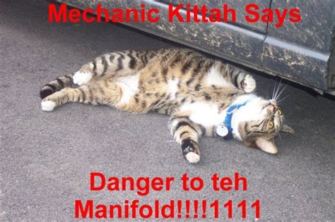 Pin By Mobile Mechanic Houston On Funny Mechanic S Funny Cats