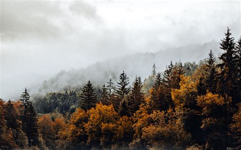 Download Wallpaper 3840x2400 Spruce Forest Fog River Autumn 4k