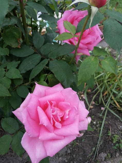 Free Picture Details Horticulture Pinkish Roses Shrub Leaf