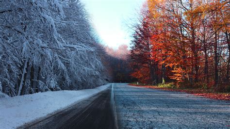 Road Between Autumn And Snow Covered Trees During Daytime 4k Hd Nature