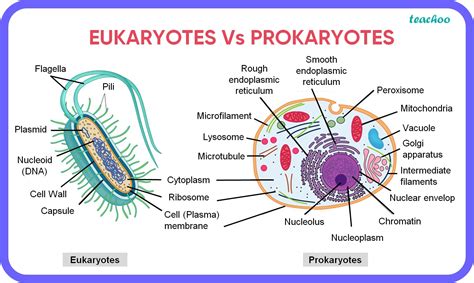 Eukaryotic And Prokaryotic Cells