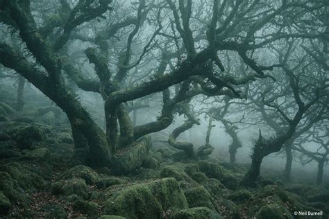 Fog In Devon England Haunted Forest Magical Forest Forest Photos