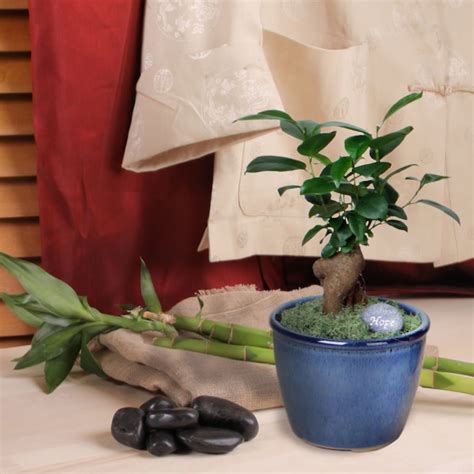 Costa Farms Green Mini Growers Choice Bonsai House Plant In 4 In