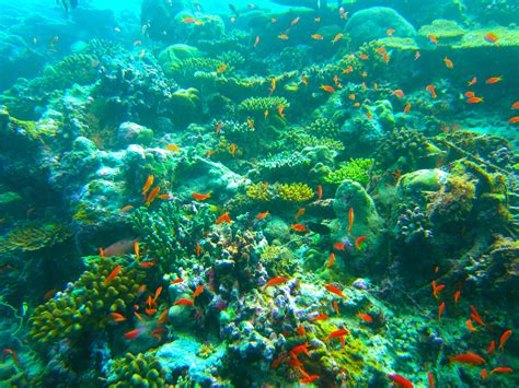 Free Images Sea Ocean Underwater Coral Reef Habitat Maldives