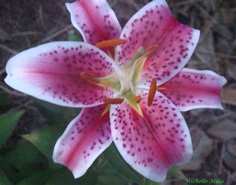 My Favorite Flower Flower Power Flowers Pink Lily