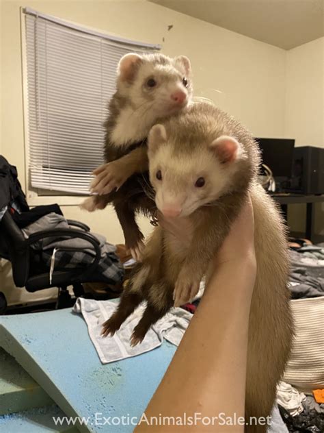 ferrets for sale