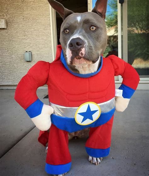 Arriba 104 Foto Disfraces De Halloween Para Perros Pitbull Actualizar