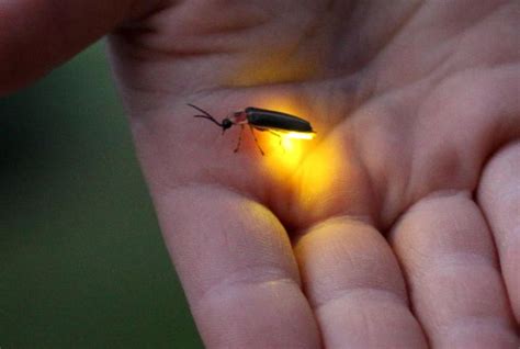 Fireflies Doyles Space
