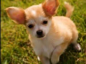 Click here to view dogs in oregon for adoption. Chihuahua Puppies in Oregon