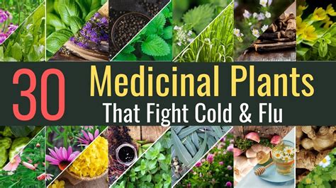30 Medicinal Plants That Fight Cold And Flu Blissed Zone Youtube