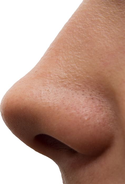Human Nose Png Transparent Image Download Size 619x916px