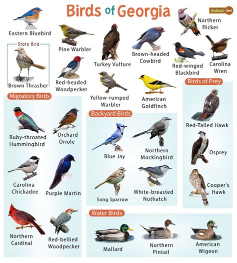 Common Backyard Birds In Georgia An Overview Nature Blog Network