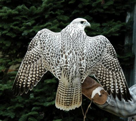 Falcons Canada Gyrfalcons And Peregrine Falcons Welcome To Canadas