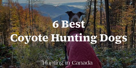 6 Best Coyote Hunting Dogs Hunting In Canada