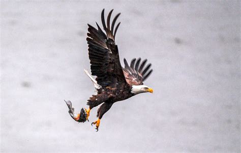 2 Men Charged With Killing Bald And Golden Eagles For Black Market