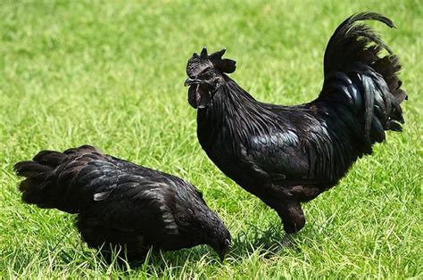 these all black chickens are incredibly rare black chickens beautiful chickens rare chicken