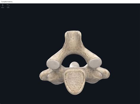 Bones Vertebral Column Cervical Region Anatomy And Physiology