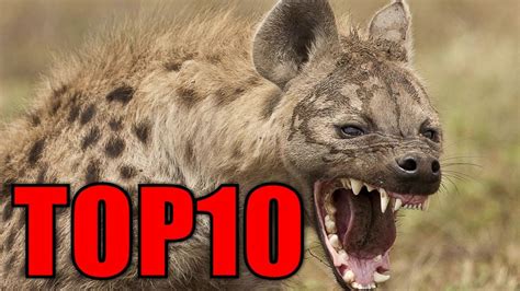 Her grill was all mangled and she looked used up. Top 10 Cele Mai Periculoase Animale Din Lume - YouTube