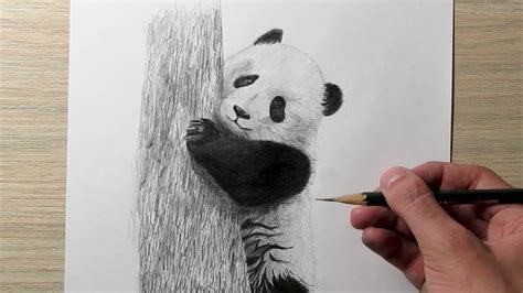 Introducir 44 Images Dibujos A Lapiz De Oso Panda Viaterramx