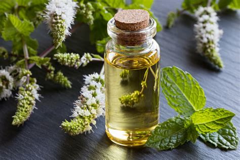 Is Peppermint Oil Safe For Dogs Great Pet Care