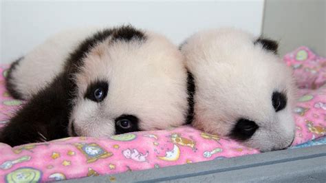 Panda Cubs Baby Panda Bears Baby Panda Panda