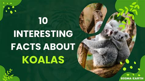 10 Interesting Facts About Koalas Sigma Earth