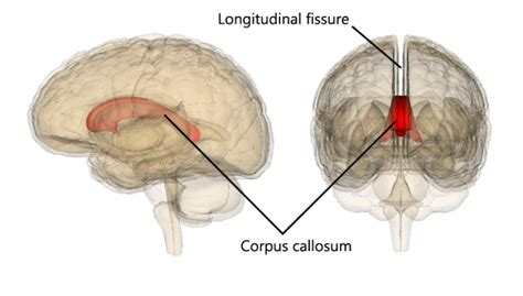 The Cerebrum Human Anatomy And Physiology Lab Bsb 141